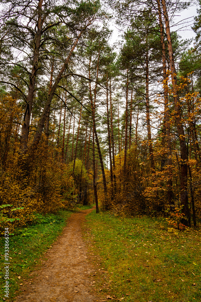 Fototapeta premium Forest path in autumn park with tall pine trees and golden foliage. Nature trail in seasonal woodland for outdoor activity. Scenic landscape.
