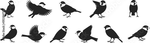 Collection of black bird silhouettes sparrow with white markings in various poses perched flying side view front view isolated vector setCollection of black bird silhouettes 