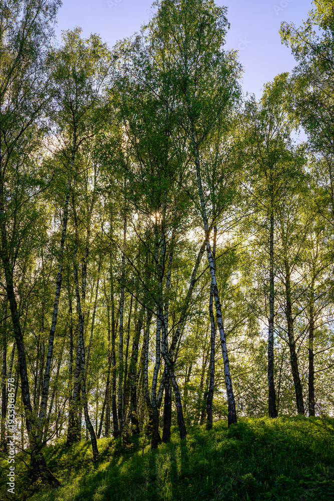 Fototapeta premium Sunlight filtering through the tall birch trees in a lush green forest, creating a serene and captivating natural landscape for nature enthusiasts.