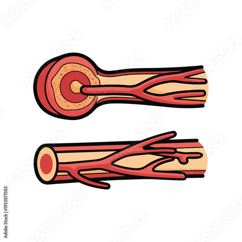 Detailed illustration of blood vessels and arteries anatomy from a medical viewpoint