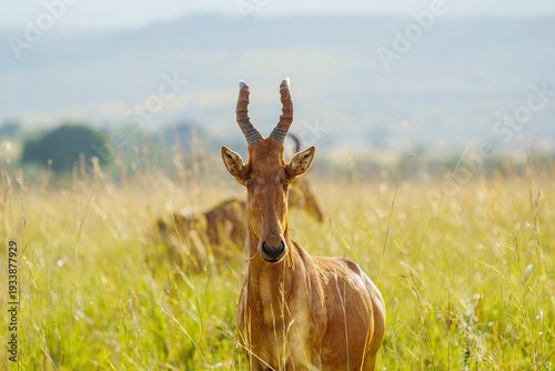 Jackson's hartebeest in the savanna of Kidepo National Park in Uganda. 