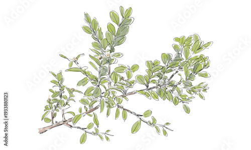 水彩風の手書きボタニカルイラスト 枝葉の装飾素材