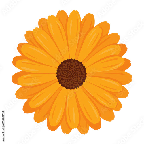 Close-up of a golden-orange daisy flower with intricate petal detail, set against a contrasting black backdrop