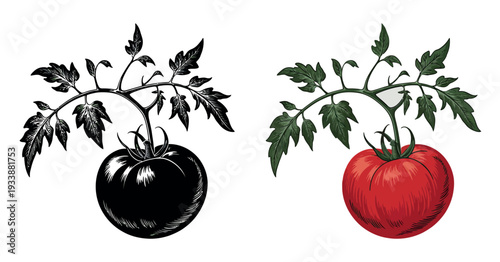 Tomato Plant Vector Set, Professional Flat Illustration and Silhouette Featuring Red Tomatoes with Green Stems and Leaves