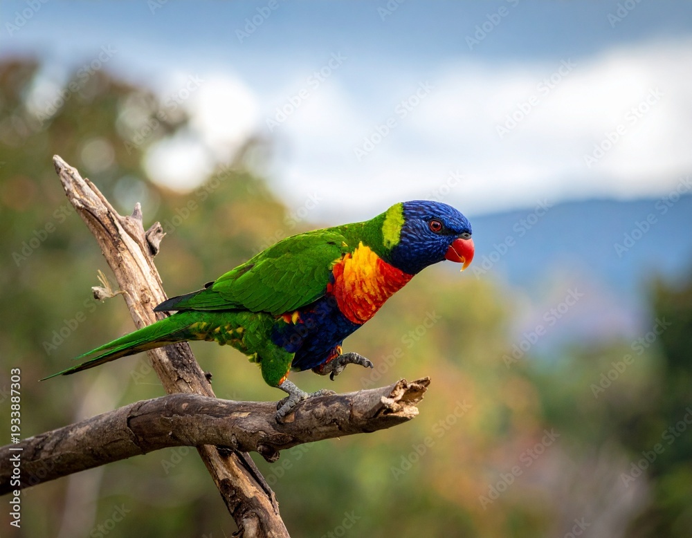 Naklejka premium Vibrant Rainbow Lorikeet Perched on a Branch, Showcasing Colorful Plumage in Natures Embrace.