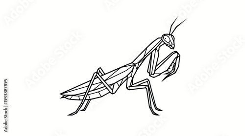 Detailed Line Drawing of a Praying Mantis Insect.