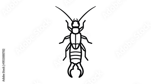 Line Art Illustration of an Earwig Insect.