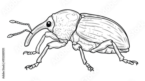 Detailed Line Drawing of a Weevil Insect.