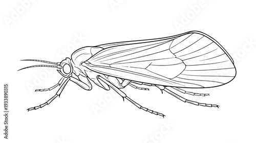 Detailed Line Drawing of a Caddisfly Insect.