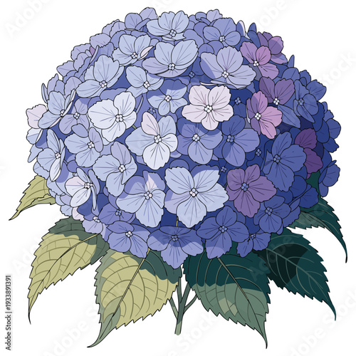 Soft Blue Hydrangea Floral Botanical Illustration