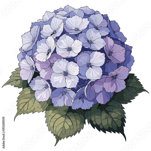Soft Blue Hydrangea Floral Botanical Illustration