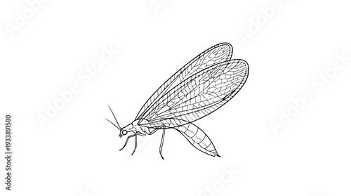Detailed Line Drawing of an Adult Antlion Insect.