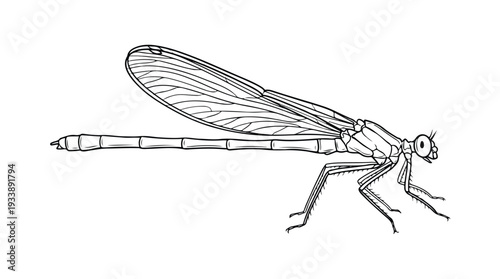 Detailed Line Drawing of a Damselfly Insect.