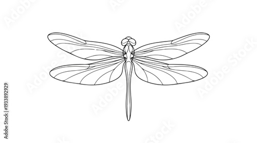 Detailed Line Art Illustration of a Dragonfly.