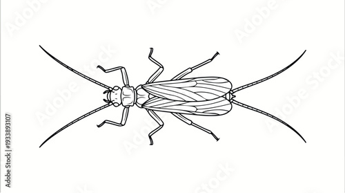 Detailed black and white illustration of a stonefly insect.