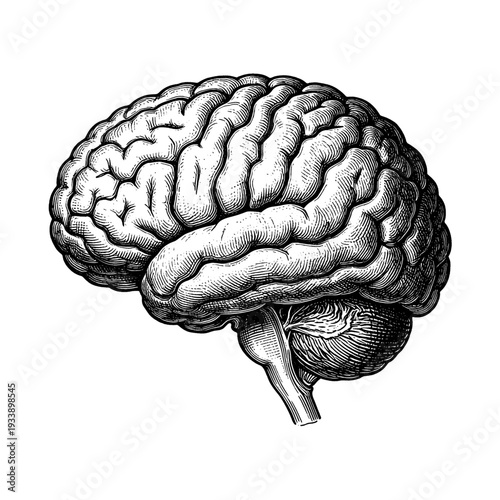 Antique human brain anatomy etching illustration for vintage medical concept