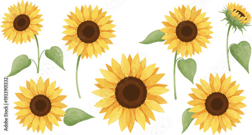 A set of bright yellow sunflower blossoms and petals isolated on a white background creating a sunny summer nature frame for floral garden beauty