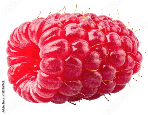 Close-up of a single, ripe, bright pink raspberry with many small drupelets