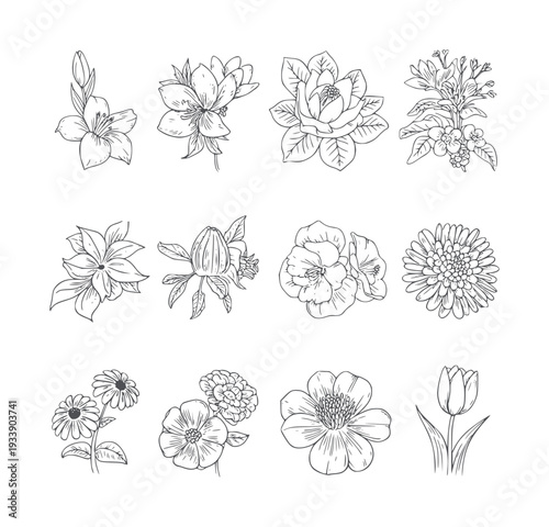 Collection of twelve black and white line floral flower botanical
