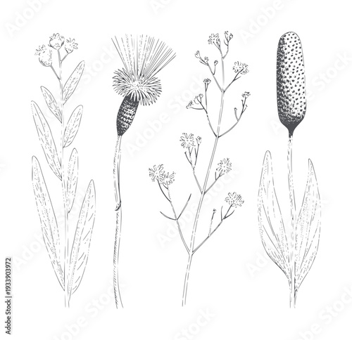 Four botanical line of wildflowers and seed pods plant