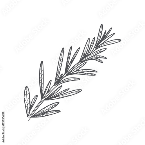 Hand drawn black and white rosemary sprig herb plant botanical