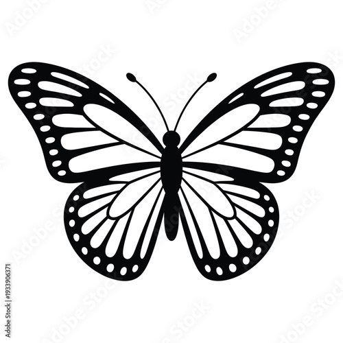 Black and white monarch butterfly insect wings