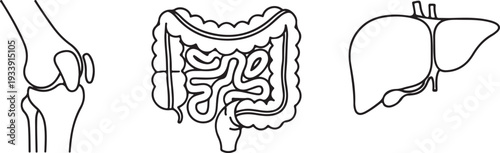 Organ Icons: Knee Joint Intestine Liver Medical Illustration Isolated on white background