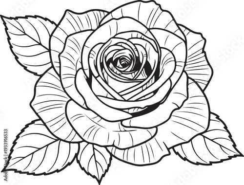 Single Rose Flower Line Art Drawing Isolated on white background