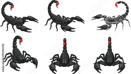 Black Scorpion Character Sheet Featuring Multiple Poses and Angles Including Front View Side View and Stinger Action Isolated on White Background Vector