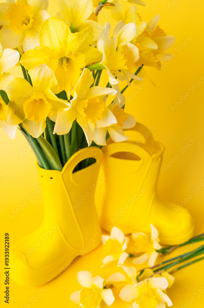 Fototapeta premium Close-up of bouquet of spring daffodils. Yellow narcissus in rubber boot against bright yellow background. Floral card for International Women's Day, March 8, birthdays and Easter