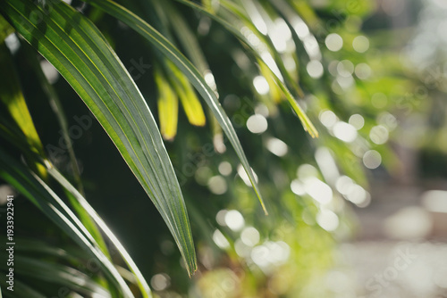 Close up of green palm leaves with beautiful morning sunlight and bokeh background.