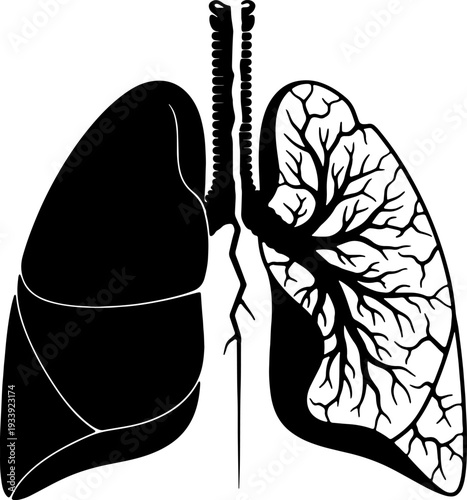 Detailed illustration of human lungs and trachea anatomy viewed from the front, showcasing the intricate bronchial tree and lung structure