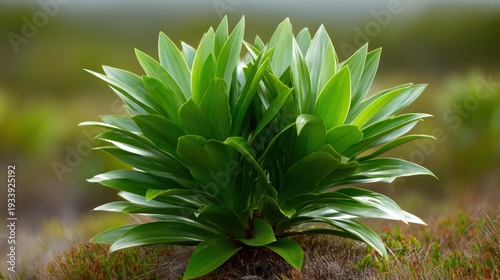 An eye-catching display of lush green leaves showcases the vibrancy and richness of nature, symbolizing growth, vitality, and the interconnectedness of life in a natural setting.