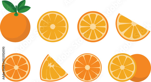 Big Collection of Fresh Orange Fruits Isolated on White Background Clean Vector Illustration for Print Design