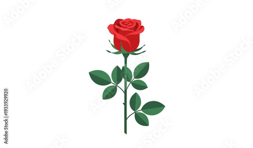 Single red rose vector illustration symbolizing love, purity, and classic beauty