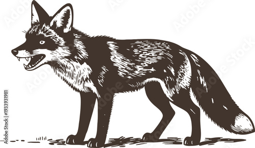 Wild fox standing alert with open mouth and bushy tail nature animal illustration in vintage