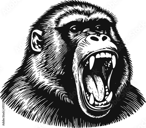 Roaring gorilla head angry wild ape open mouth with teeth and tongue black and white illustration