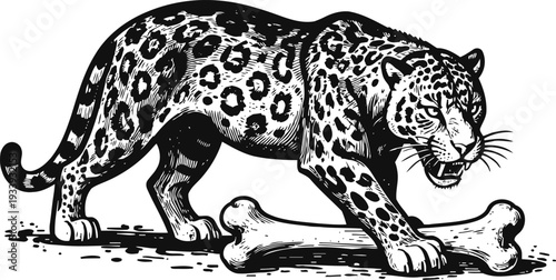 Black and white illustration of a fierce leopard standing over a large bone, vintage animal engraving