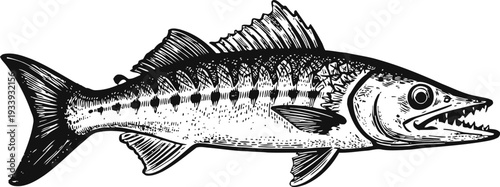 Detailed black and white illustration of a barracuda fish with sharp teeth and textured scales