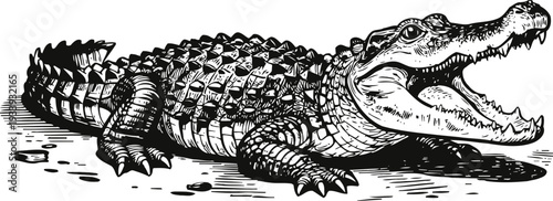 black and white illustration of a crocodile with open mouth on textured ground, detailed reptile drawing