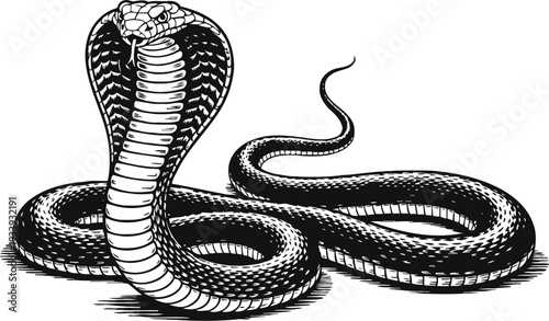 Black cobra snake illustration with raised hood and coiled body in detailed line art