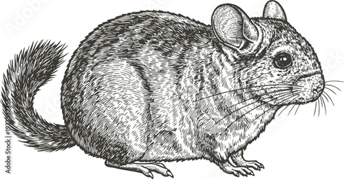 Detailed black and white illustration of a chinchilla rodent with fluffy tail and textured fur