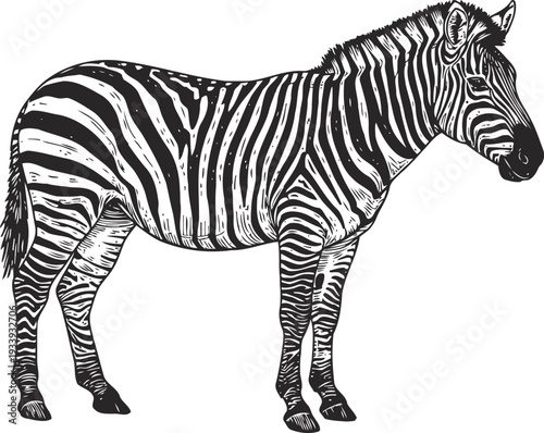 Detailed black and white zebra illustration with stripes and mane, side view animal drawing