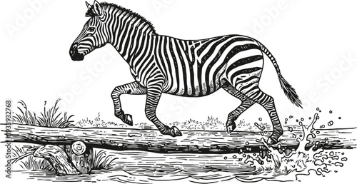Zebra crossing water stream with splash wild african animal running over fallen log in nature