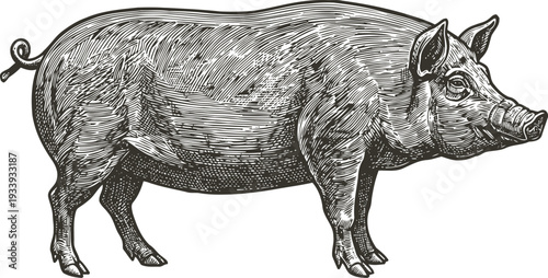 Detailed vintage engraving of a pig standing sideways with textured fur and curled tail