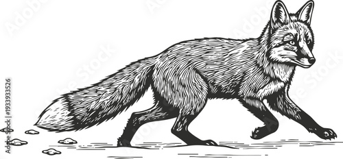 Black and white fox illustration walking with detailed fur texture and tail in nature setting