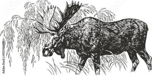 moose in natural habitat large wild animal grazing near bushes and grass detailed black and white nature illustration