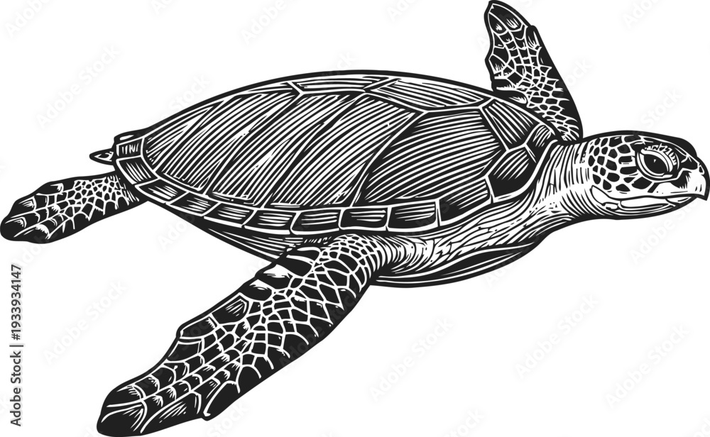 Fototapeta premium Detailed vintage black and white sea turtle swimming illustration with textured shell and flippers