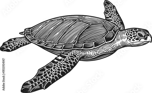 Detailed vintage black and white sea turtle swimming illustration with textured shell and flippers