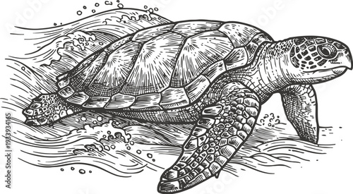 hand drawn sea turtle swimming in ocean waves marine animal detailed illustration in black and white